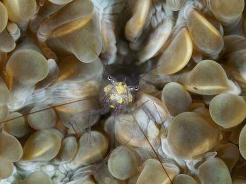 Yellow shrimp, Smits bladder coral shrimp (Palaemonella smiti), on brown bladder coral, dive site Spice Reef, Penyapangan, Bali, Indonesia