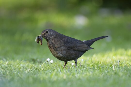 European blackbird (Turdus merula) adult female bird collecting worms and grubs for food on a garden lawn in spring, Suffolk, England, United Kingdom