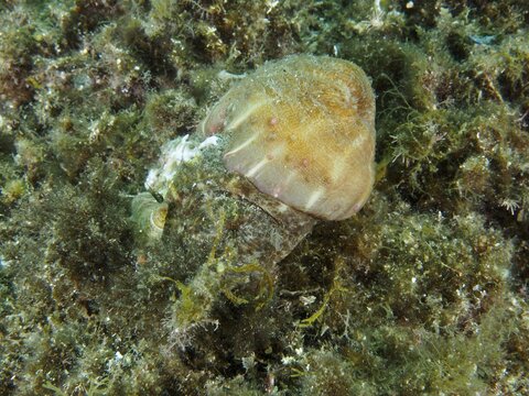Brown parasitic rose (Calliactis parasitica) on seaweed in an underwater scene, dive site: Cap de Creus Marine Reserve, Rosas, Costa Brava, Spain, Mediterranean Sea