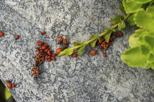Firebug, common fire bug, heteroptera, Pyrrhocoris apterus, insects, bugs