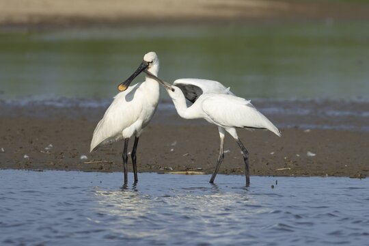 Eurasian spoonbill (Platalea leucorodia) adult bird with a juvenile bird begging for food in a shallow lagoon, England, United Kingdom