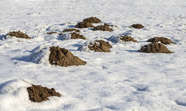 Insectivora, insectivora, mole, talpa europaea, mammals, molehill, snow, mammals, winter