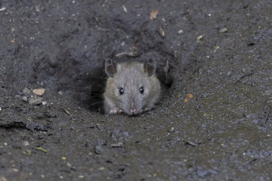 European brown rat (Rattus norvegicus) adult rodent mammal looking out from its burrow hole, England, United Kingdom