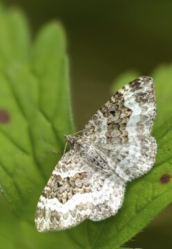 Epirrhoea alternata, geometridae, grit weeding, weeding, tensioner, butterfly, common carpet, high size, portrait format, insects, moths, moths, moths, moths, butterfly, white-banded toothed carpet
