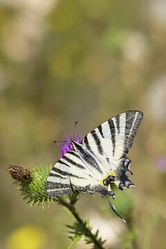 Sail butterfly (Iphiclides podalirius), on a flower of a thistle (Cirsium arvense), in a vineyard, close-up, Moselle valley, Cochem, Rhineland-Palatinate, Germany