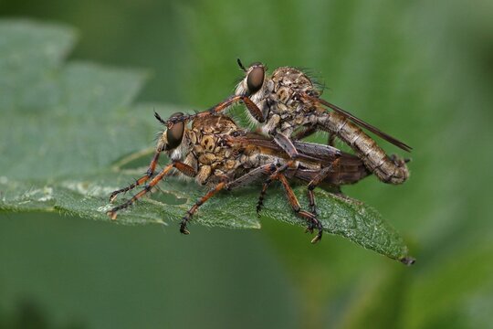 Robber flies (Asilidae), mating, Schleswig-Holstein, Germany