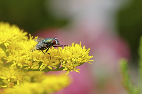 Common green bottle fly (Lucilia caesar) on a yellow flower of the Solidago canadensis (Solidago canadensis), macro photograph, close-up, Wilnsdorf, North Rhine-Westphalia, Germany