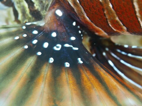 Vivid close-up of the colourful fin of a zebra lionfish (Dendrochirus zebra), dive site Twin Reef, Penyapangan, Bali, Indonesia