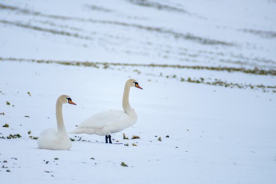 Cygnus olor, mute swan, anatidae, birds, duckbirds, cusp swan, swans, swans, birds, waterbirds, waterbirds, winter