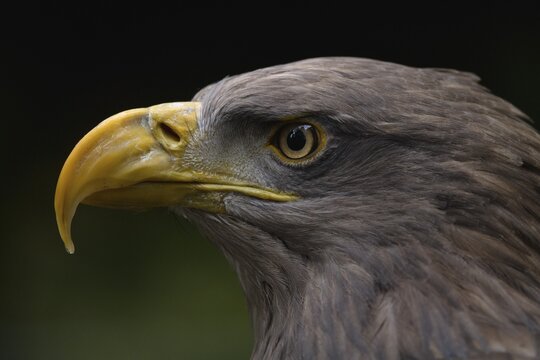 White-tailed eagle (Haliaeetus albicilla), alto bird, animal portrait, captive, Germany