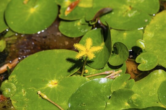 Yellow Water Snowflake, Nymphoides, Kirstenbosch Botanical Gardens, Fynbos, Eastern Cape, Cape Town, South Africa