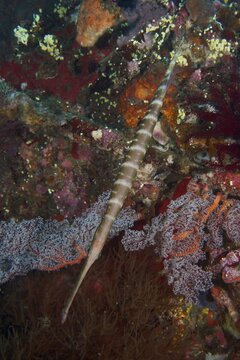 Long fish, Chinese trumpetfish (Aulostomus chinensis), passing over a living reef, dive site USAT Liberty, Tulamben, Bali, Indonesia