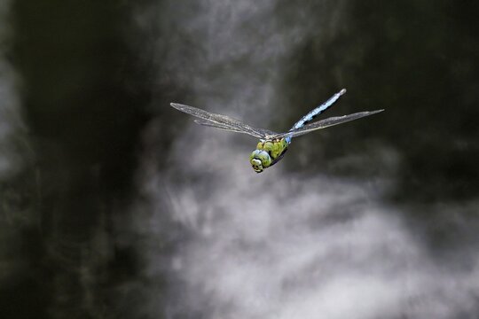 An emperor dragonfly (Anax imperator) in flight, Lindenberg, Freiamt, Canton of Aargau, Switzerland