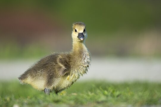 A grey goose (Anser anser) gosling, Hanover, Lower Saxony, Germany