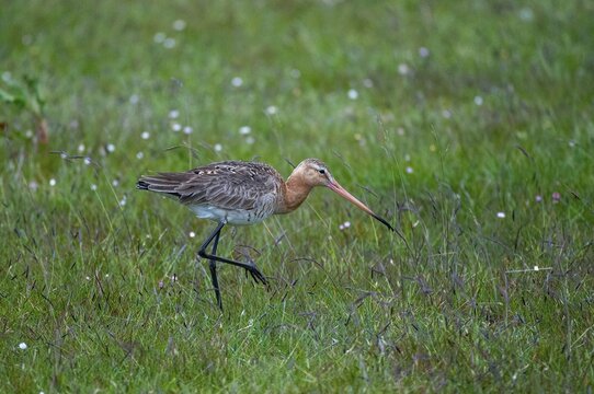 Black-tailed godwit, limosa limosa, Sweden, shore-tailed godwit, birds, charadriiformes, limikolen, snipe birds, scolopacidae, Sweden, birds, waders, waterbirds, waders, &Ouml;land