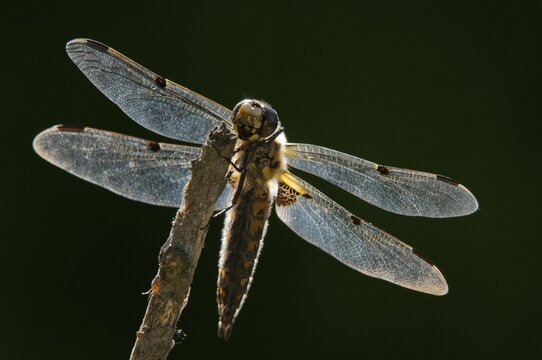 Four-spotted chaser, dragonflies, insects, dragonflies, insects, dragonflies, insects, dragonflies, insects, dragonflies, odonata
