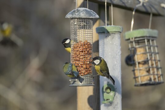 Great tit (Parus major) adult garden bird on a peanut bird feeder, England, United Kingdom