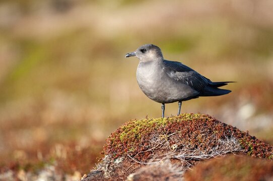 Arctic hunter, arctic skua, arctic tern, Norway, parasitic hunter, parasitic skua, parasite predatory gull, stercorarius parasiticus, varanger, birds, charadriiformes, limikolen, predatory gulls, stercorariidae, birds