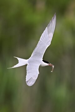 Common tern (Sterna hirundo), in flight with a fish in its beak, Saintes-Marie-de-la-Mer, Camargue, southern France, France