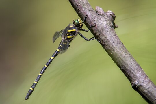 Cordulegaster Boltoni, Golden-ringed Dragonfly, Two-Striped Spring Maiden, Anisoptera, Damselflies, Dragonflies, Insects, Dragonflies, Odonata