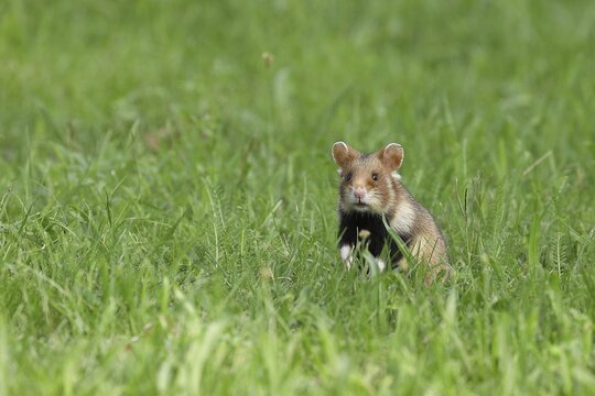 European hamster (Cricetus cricetus), in a meadow, securing attentive Vienna, Lower Austria, Austria