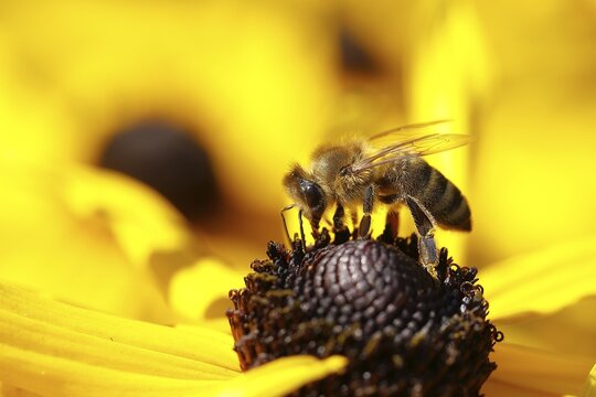 Honey bee (Apis mellifera) on yellow coneflower (Echinacea paradoxa), North Rhine-Westphalia, Germany