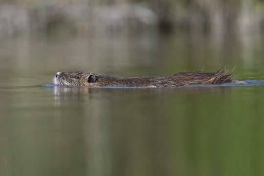 Nutria (Myocastor coypus), swimming in the water, Camargue, southern France, France