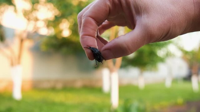 A stag beetle in the wild. Selective focus.