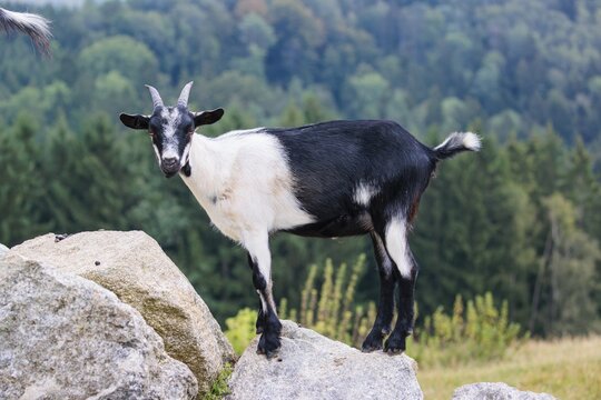 A crossbreed of peacock goat (Capra aegagrus f. hircus) and pygmy goat stands on a rock on a cloudy day. Austria