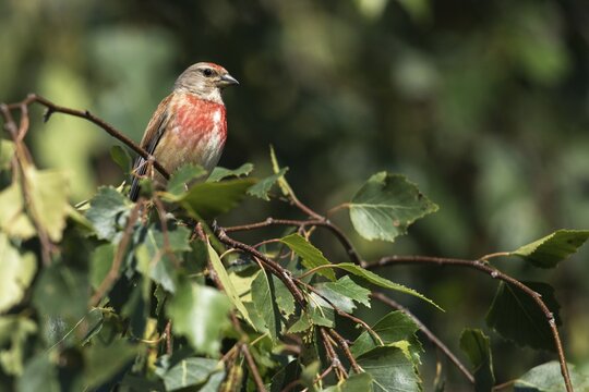 Acanthis cannabina, bloodtail, linaria cannabina, linnet, birds, hanfling, male, passeri, songbirds, birds