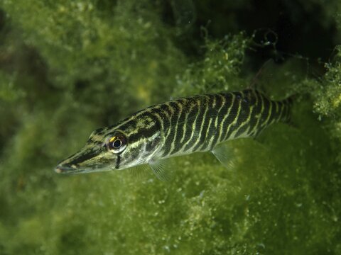 Striped pike (Esox lucius) between algae, dive site Zollbr&uuml;cke, Rheinau, Canton Zurich, Rhine, High Rhine, Switzerland, Jestetten, Germany