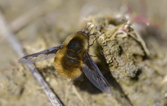 Bombyliidae, Bombylius major, brachycera, flies, large woolswear, woolswear, arge bee-fly, diptera, insects, males, males, the dark-edged bee-fly, the greater bee fly, two-winged