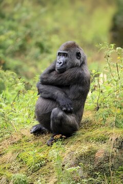 Western gorilla (Gorilla gorilla), juvenile, one year old, sitting on the ground, alert