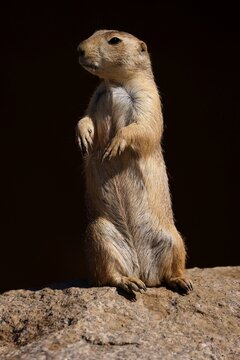 Black-tailed prairie dog (Cynomy ludovicianus) standing on a rock, France