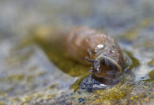 Wrinkled snail, laciniaria plicata, gastropoda, mollusca, snails, molluscs