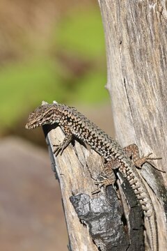 Wall lizard (Podarcis muralis), European wall lizard, in a vineyard, portrait, reptiles, animals, lizards, Cochem, Moselle, Rhineland-Palatinate, Germany