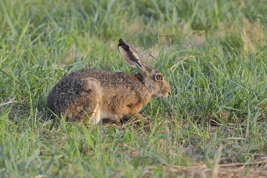 European hare (Lepus europaeus) sitting in a meadow, North Rhine-Westphalia, Germany