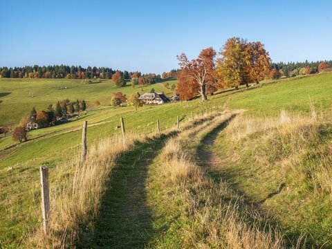 Hiking trail on Schauinsland in autumn, typical open Black Forest landscape with meadows and individual farms, solitary willow beech trees in full autumn colors, Black Forest, Baden-W&uuml;rttemberg, Germany