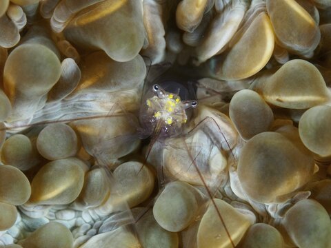 Underwater photo of a Smits bubble coral shrimp (Palaemonella smiti) surrounded by orange-brown corals, dive site Spice Reef, Penyapangan, Bali, Indonesia
