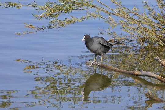 Eurasian Coot, coot rail, (Fulica atra), standing on a branch of a fallen tree on the lakeshore, Chiemsee, Prien, Bavaria, Germany