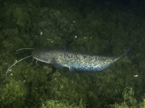 A catfish (Silurus glanis), Waller, swims over an algae-covered bottom. Dive site Zollbr&uuml;cke, Rheinau, Canton Zurich, Rhine, High Rhine, Switzerland, Germany