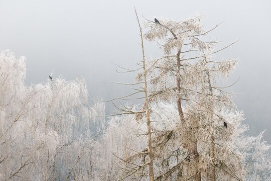 A forest covered in frost stands in the morning fog. Crows perch high in the trees. M&uuml;hlviertel, Austria