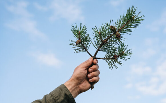 Adult Caucasian male hand holding a pine tree branch with green needles and small cones against a blue sky