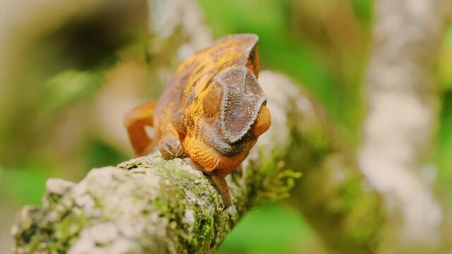 Stunning footage of a panther chameleon (Furcifer pardalis) in Madagascar island