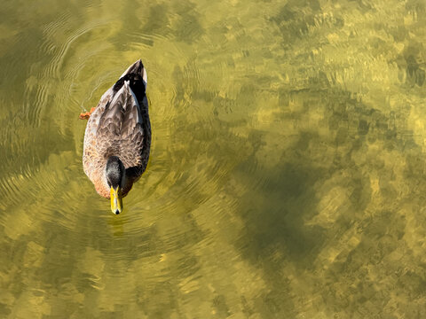 NC Cornelius Male Mallard Drake 2026