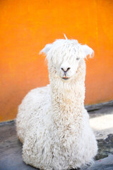 Obraz premium sheep in a farm