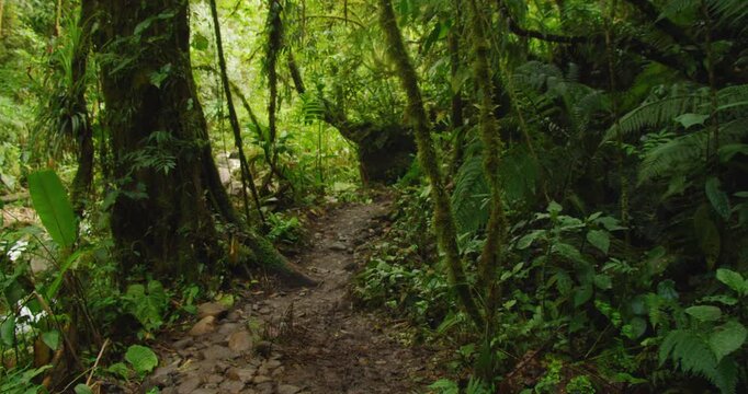 A muddy forest path winds through dense Costa Rica Blue Falls jungle during hiking tour