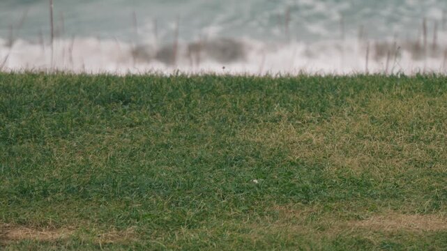 A grassy open space with a beach where waves are washing ashore in the background

