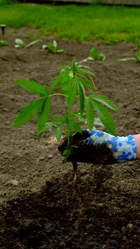 Planting hemp in the garden. Selective focus.