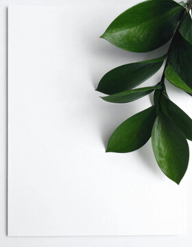 Green leaf branch on white paper background with blank copy space, minimalist botanical composition expressing calm freshness for seasonal greeting or New Year concept